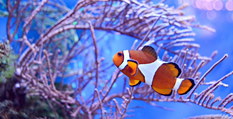 Błazenki (Amphiprioninae) - najważniejsze informacje o gatunku