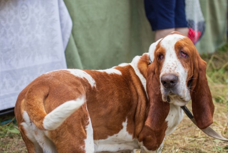 Bloodhound (pies św. Huberta) - najważniejsze informacje o rasie