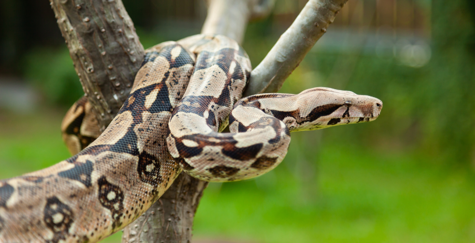 Boa dusiciel - królewski morderca czy domowy przyjaciel?