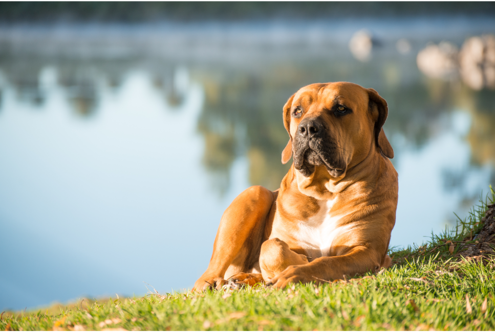 Boerboel (mastif południowoafrykański) – encyklopedia ras psów