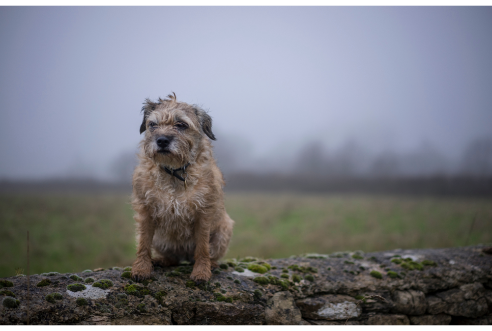 Border terrier - najważniejsze informacje - Encyklopedia psów