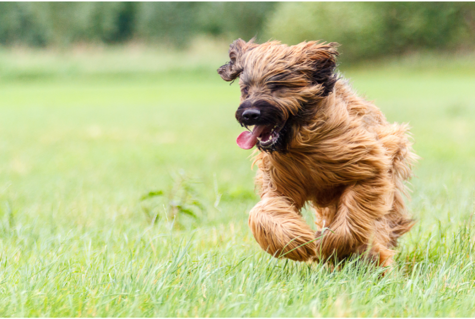 Owczarek francuski briard (Berger de Brie) - Encyklopedia ras psów