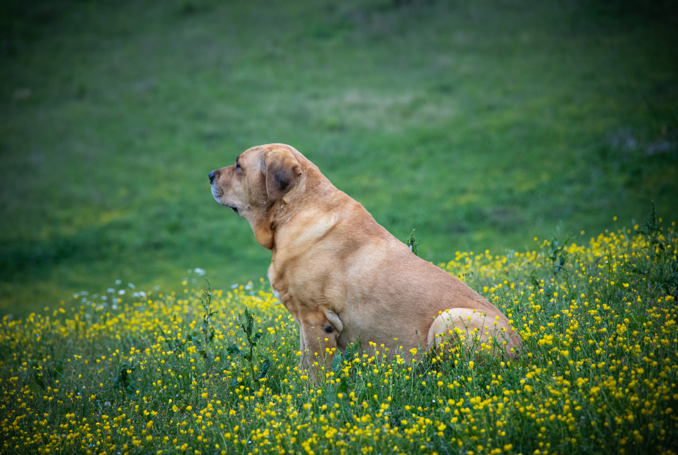 Broholmer (mastiff duński) - Encyklopedia ras psów