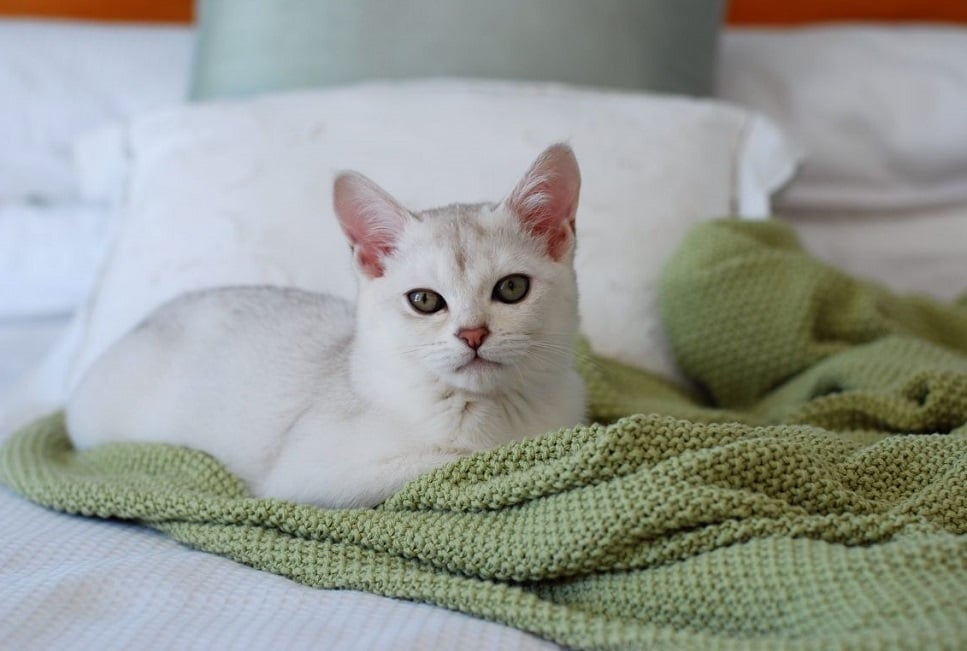 Burmilla, czyli kot z elegancją persa i temperamentem burmskiego