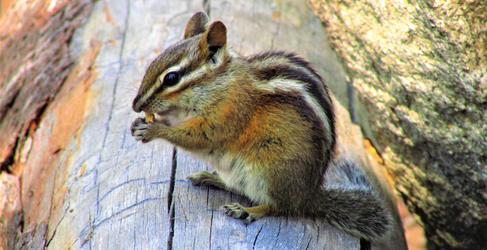 Burunduk syberyjski - wymagania, oswajanie, charakter
