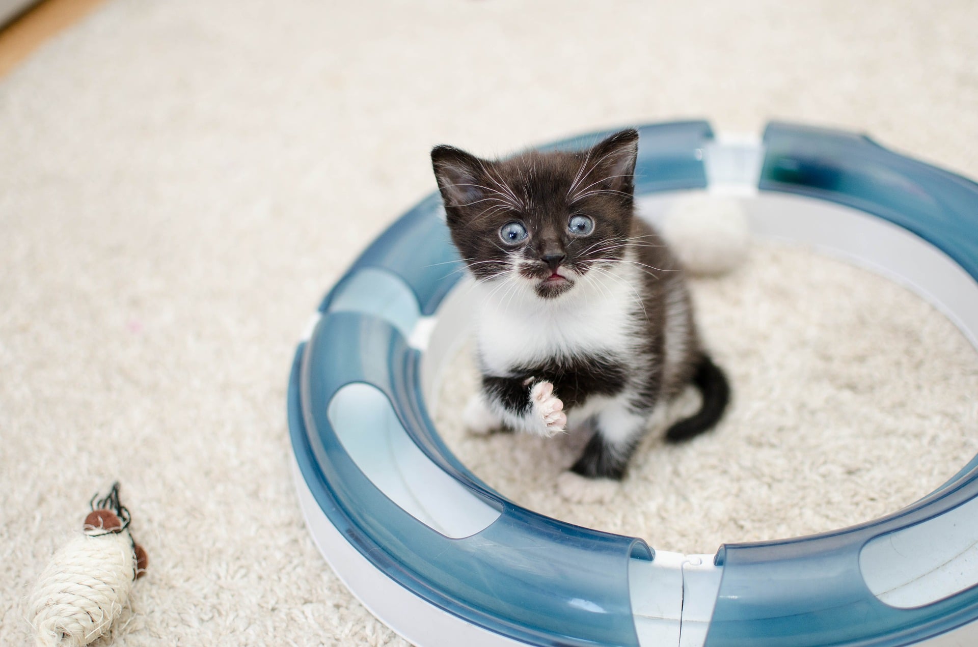 Pierwsze dni małego kota w nowym domu