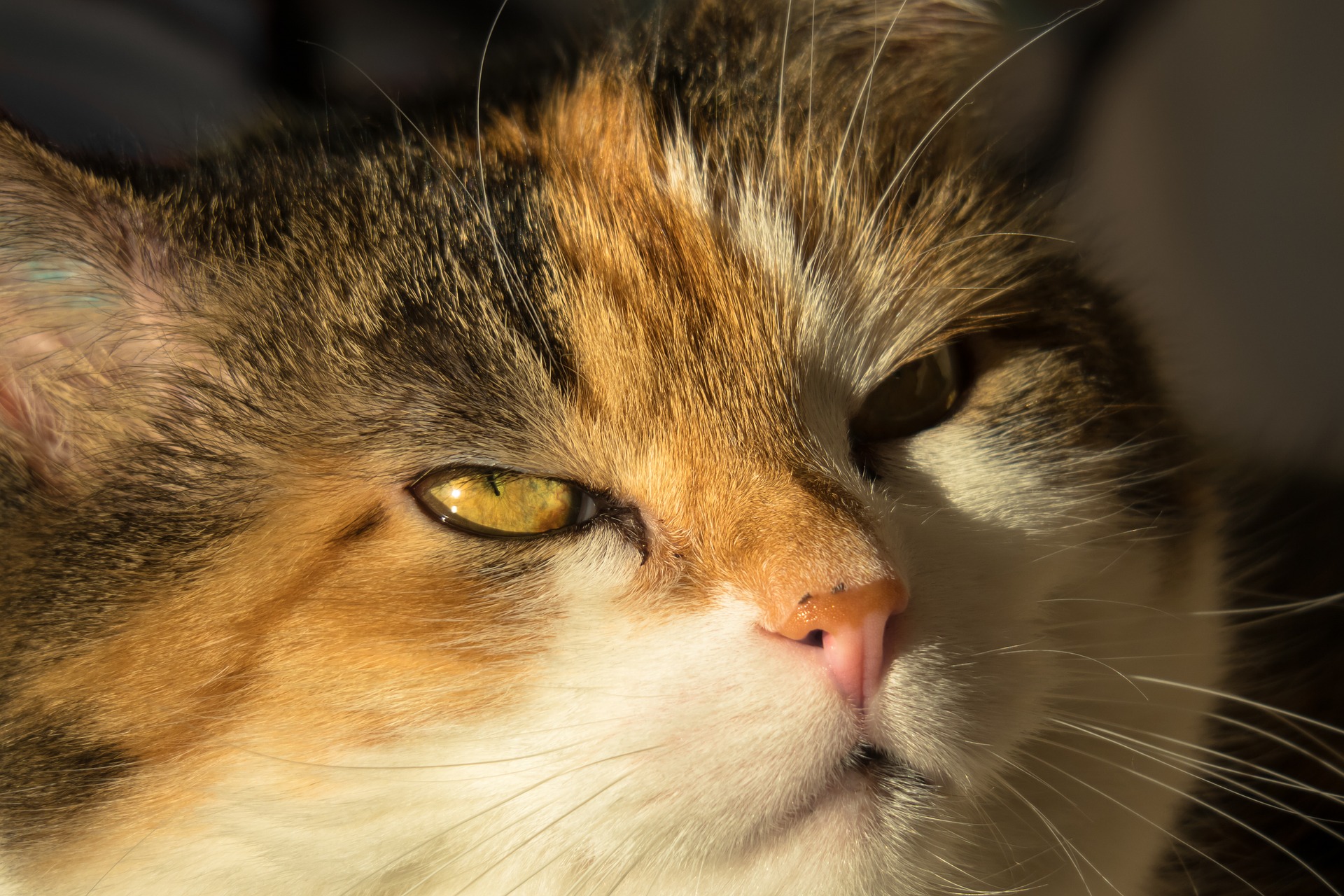 Kot kicha – czy kichanie kota jest powodem do obaw?