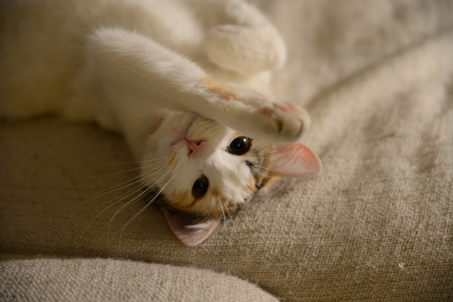 Jakie mogą być przyczyny tego, że kot kuleje?