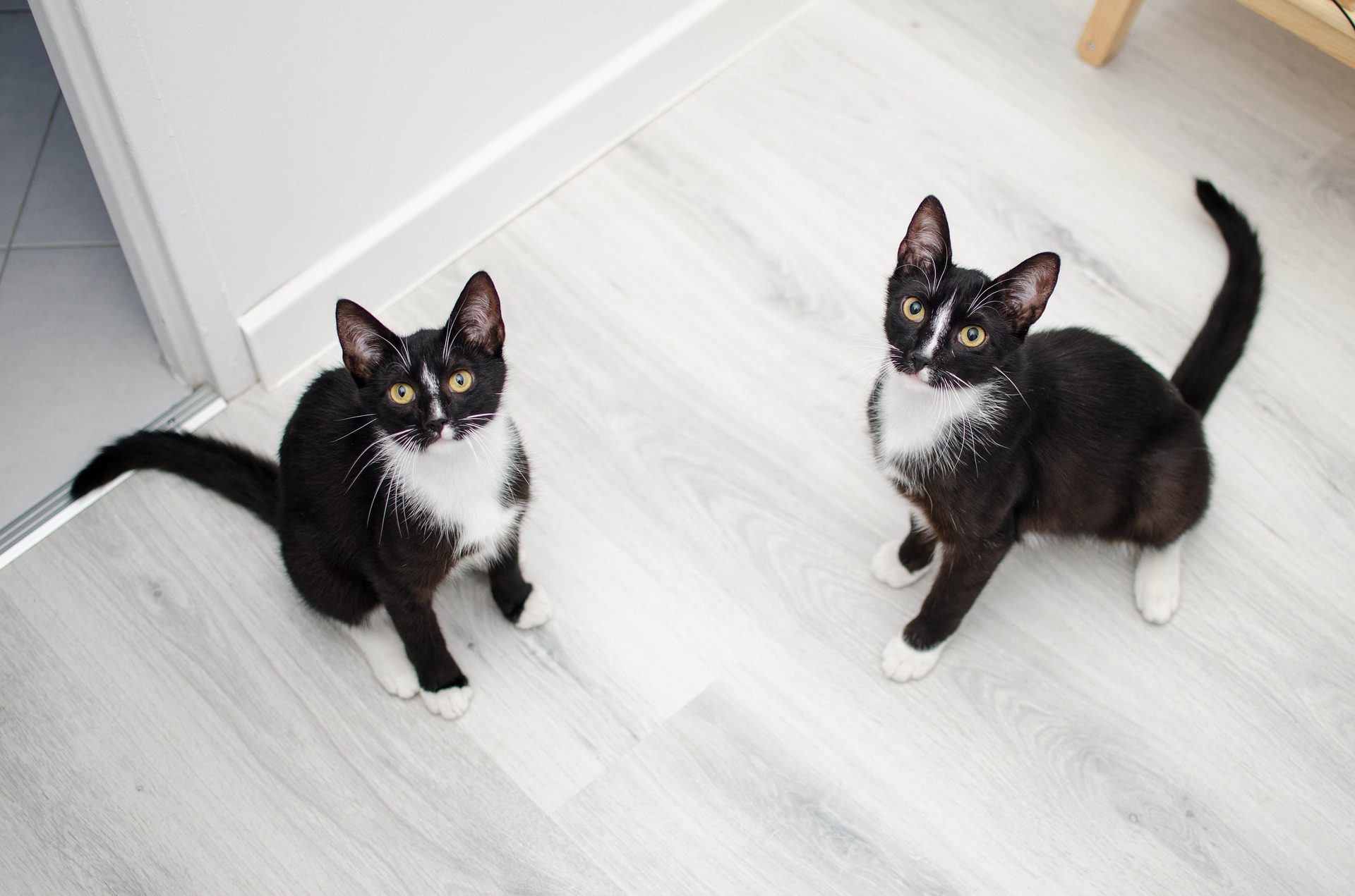 Jak nauczyć kota korzystania z kuwety?