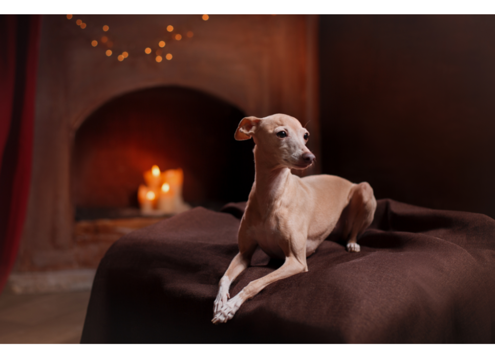 Charcik włoski (Italian greyhound) - Encyklopedia psów