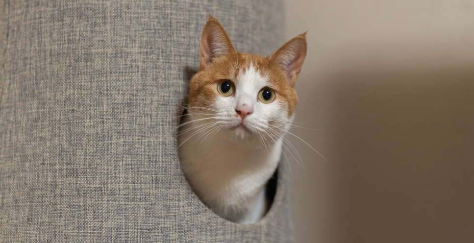 Charczenie u kota - co może oznaczać?