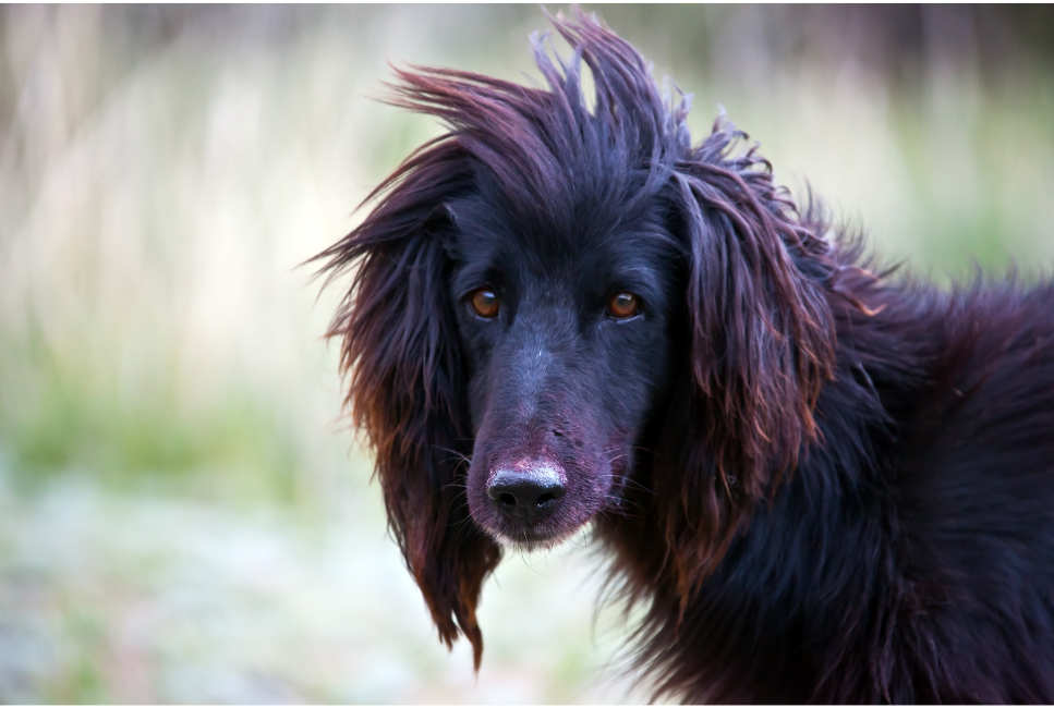 Chart kirgiski (tajgan) - encyklopedia ras psów