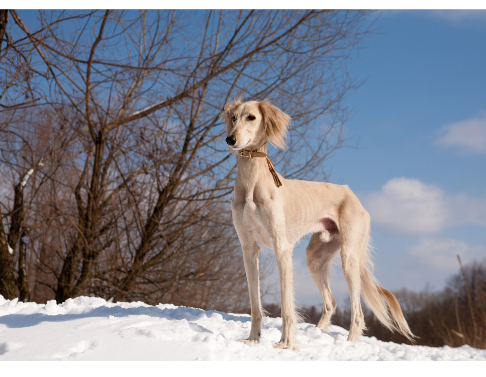 Chart perski saluki - skarb szejków. Encyklopedia ras psów