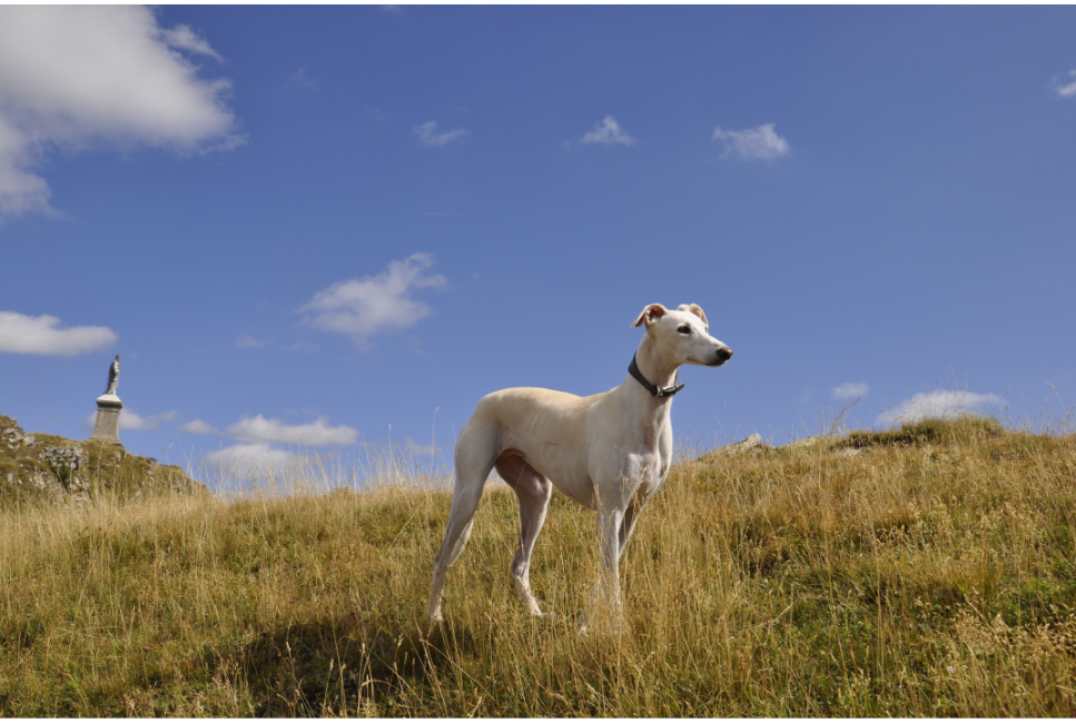 Chart polski - czemu polska rasa psa jest tak mało znana?