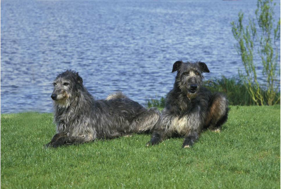 Chart szkocki (Deerhound) - encyklopedia ras psów