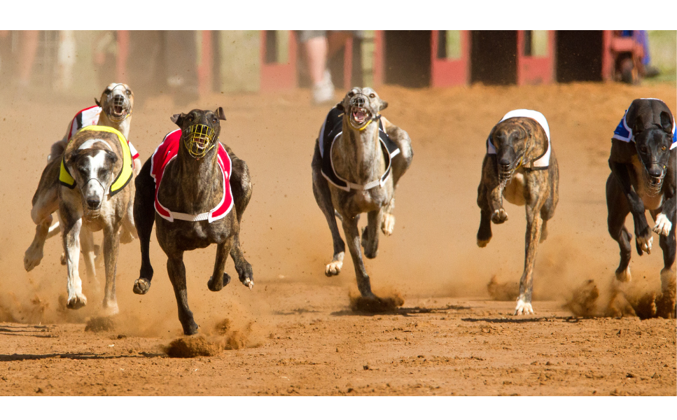 Grupa X psów w FCI: Charty - rasy i charakterystyka
