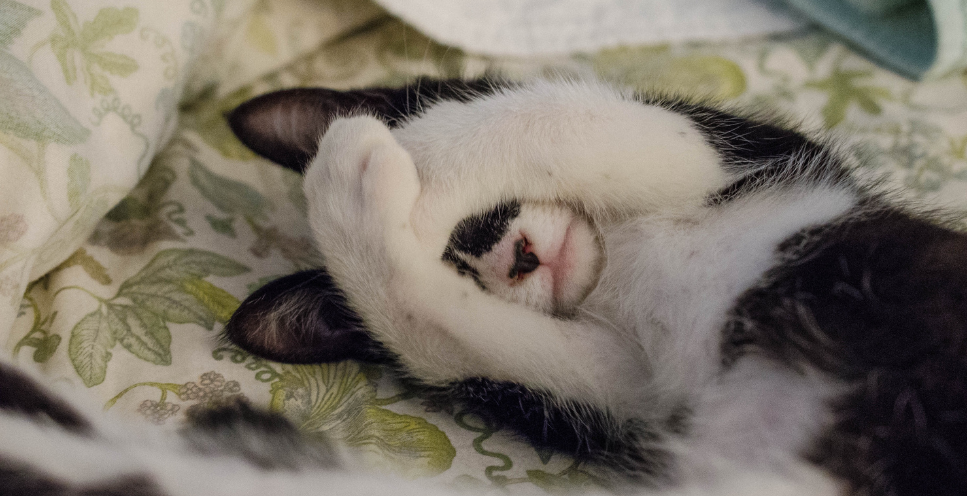 Chase no face - poznaj niezwykłą historię kotki bez twarzy