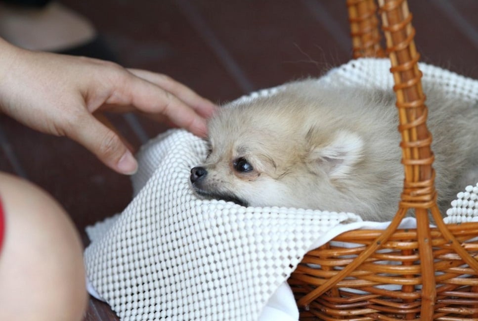 Chłoniak u psów - czy jest wyleczalny?