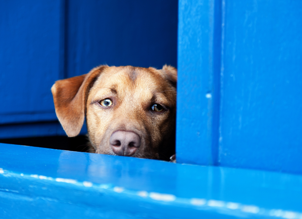 Choroby serca u psa  - objawy, leczenie i rokowania