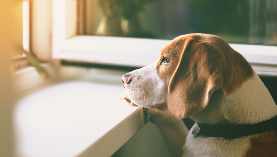 Choroba Addisona (cisawica) u psów - objawy, rokowania