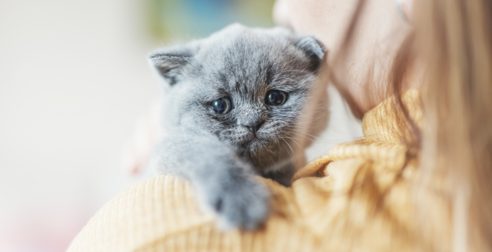 Choroba sieroca u kota - jak objawia się zbyt wczesne oddzielenie kociąt od matki?