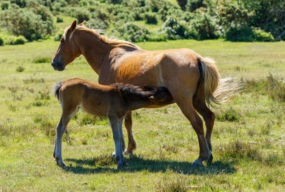 Ciąża koni - najważniejsze informacje