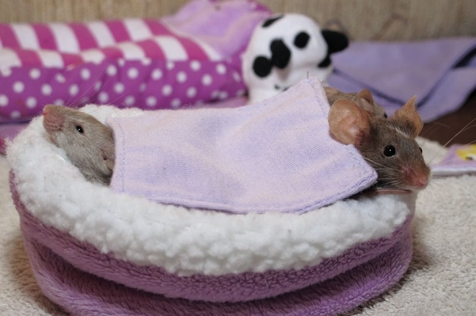 Wszystko o ciąży i porodzie myszy domowej