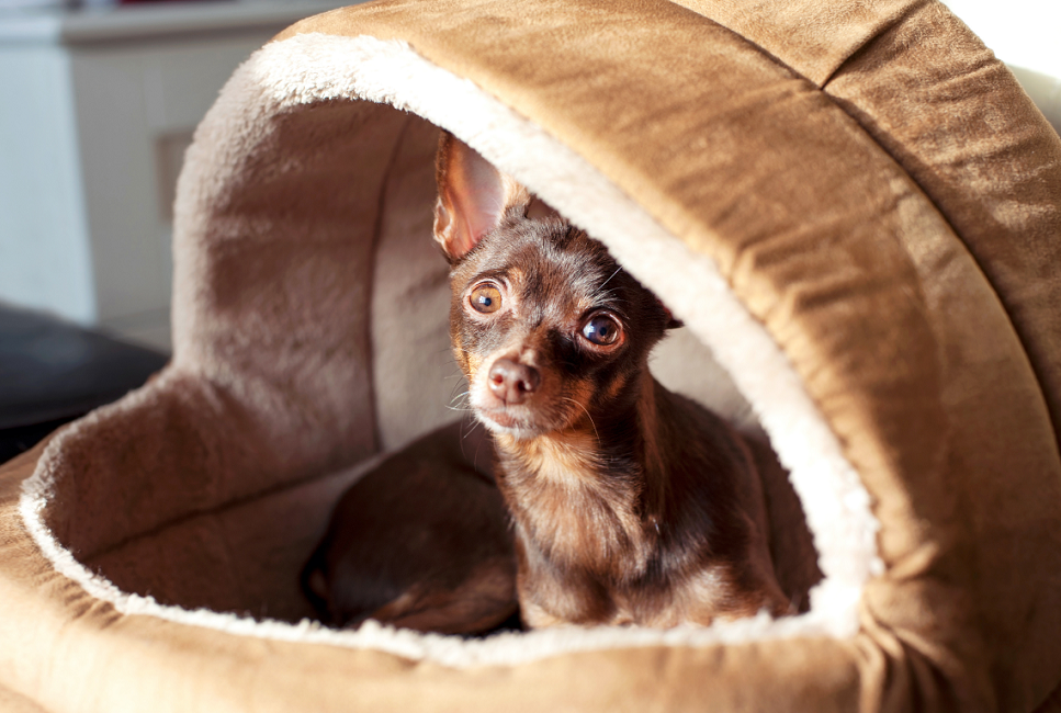 Ciąża urojona u psa – co robić?