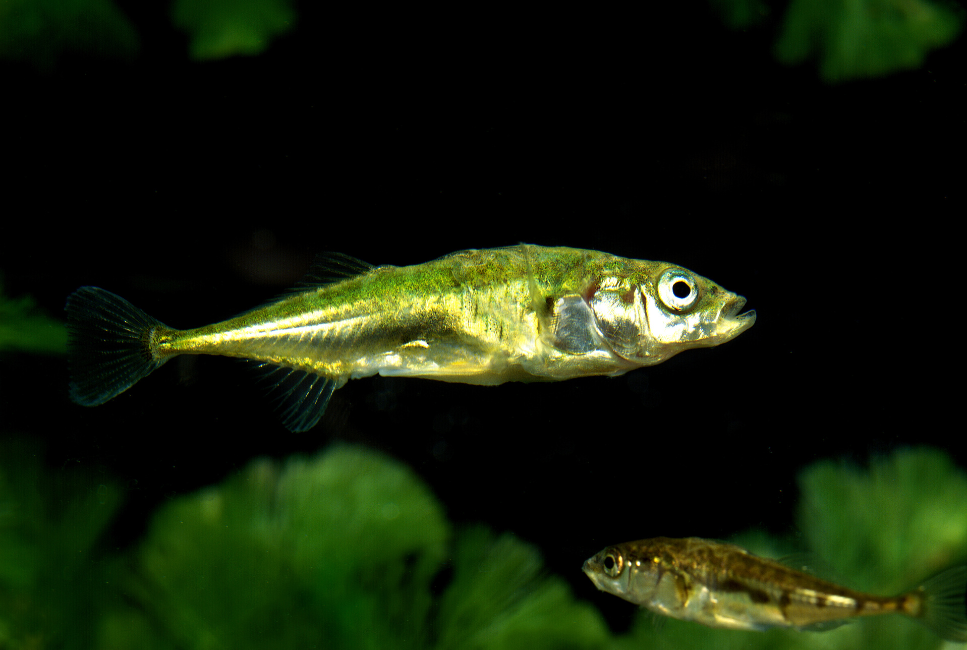 Ryba ciernik (Gasterosteus aculeatus) - malownicza ryba z kolcami