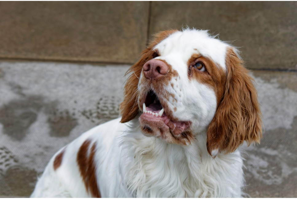 Clumber spaniel - encyklopedia ras psów