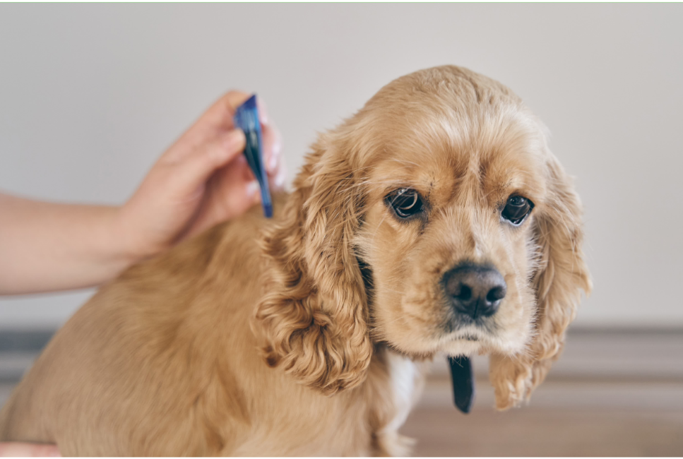 Co ile należy odrobaczać psa?