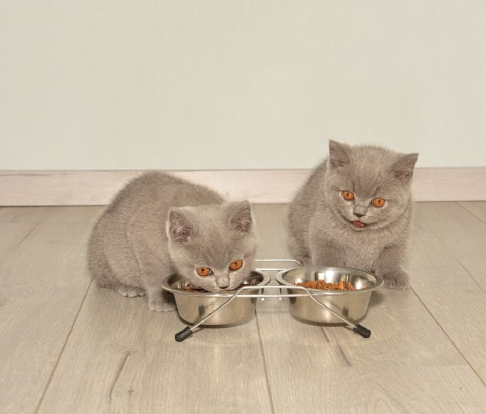 Codzienny jadłospis kociąt