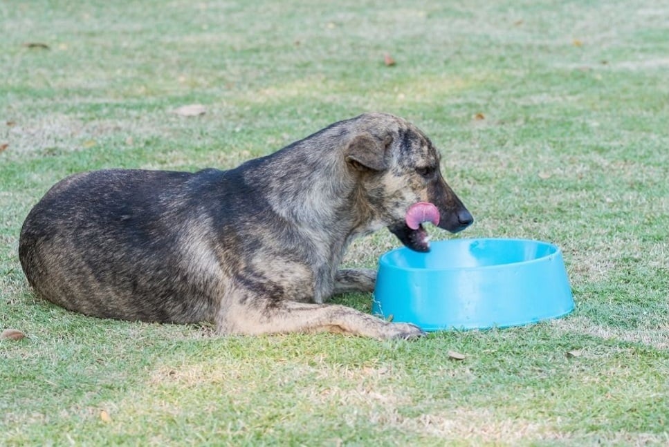 Co lubią jeść psy? Czy jest to dla nich zdrowe?