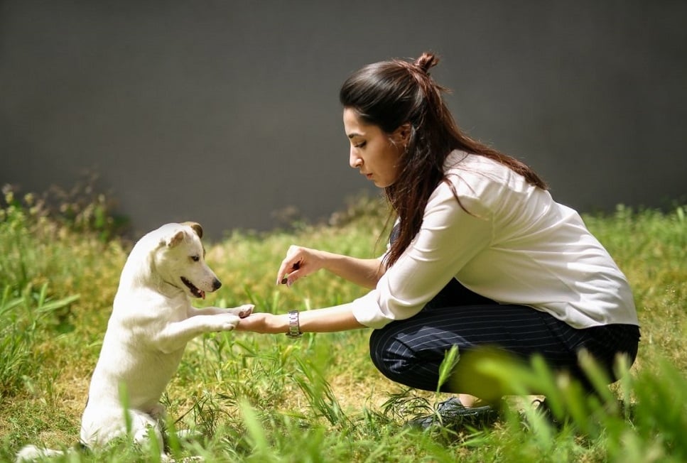 Co mogą jeść psy?