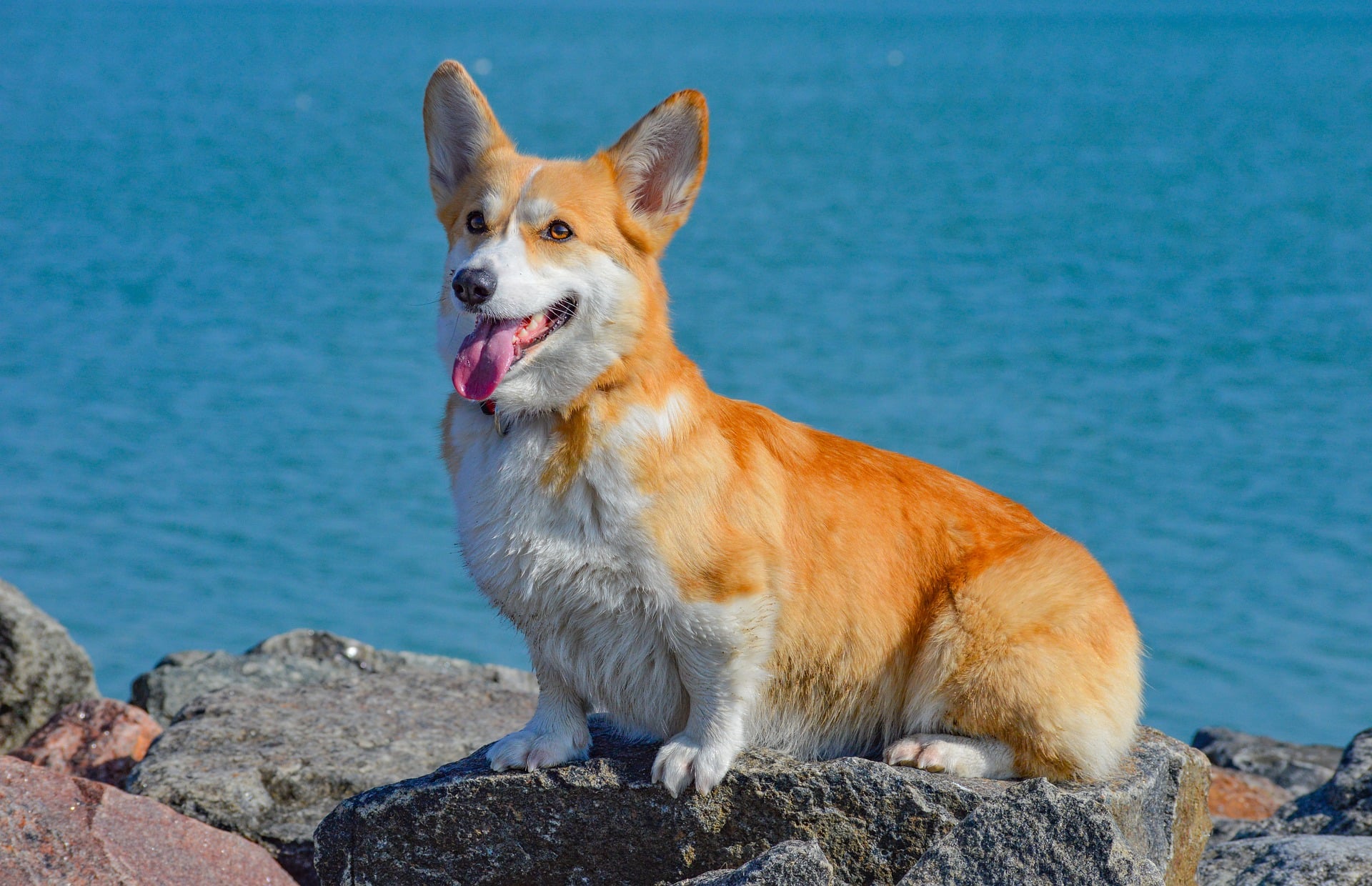 Corgi (Welsh Corgi Pembroke, Cardigan) - charakterystyka, pielęgnacja, zdrowie (Encyklopedia psów)
