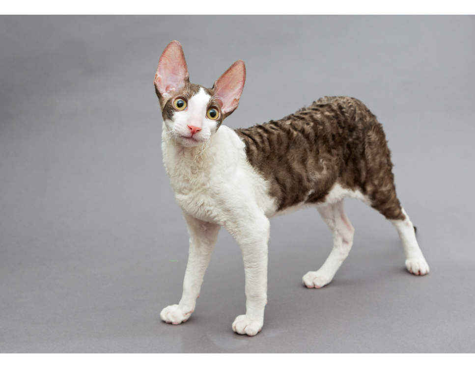 Cornish rex (Rex kornwalijski) - Encyklopedia kotów
