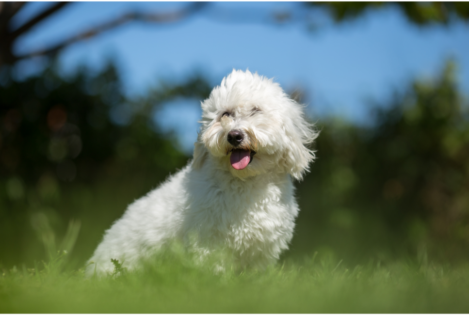 Coton de tulear, czyli biały piesek z Madagaskaru