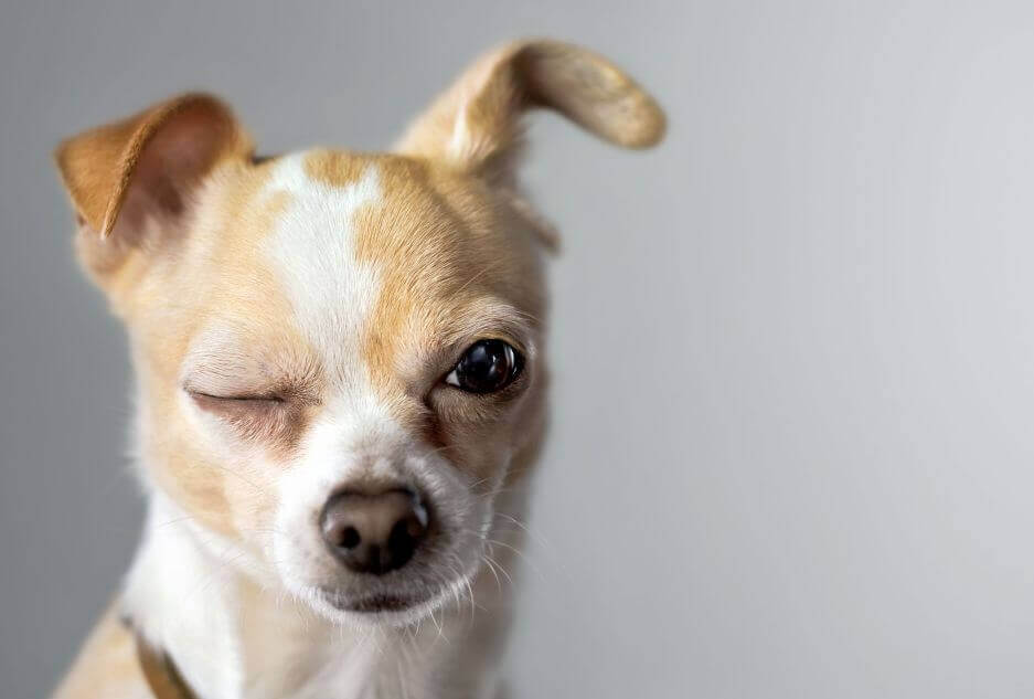 Czipowanie psa - czy jest konieczne?