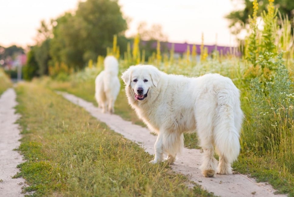 Czuwacz słowacki  (slovenský čuvač) -  najważniejsze informacje. Encyklopedia ras