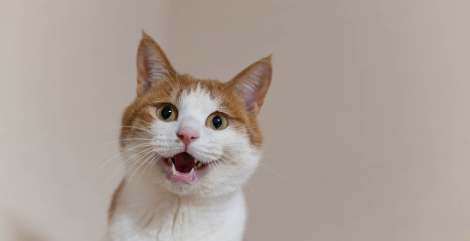 Pierdzenie kota - czy jest się czego bać?