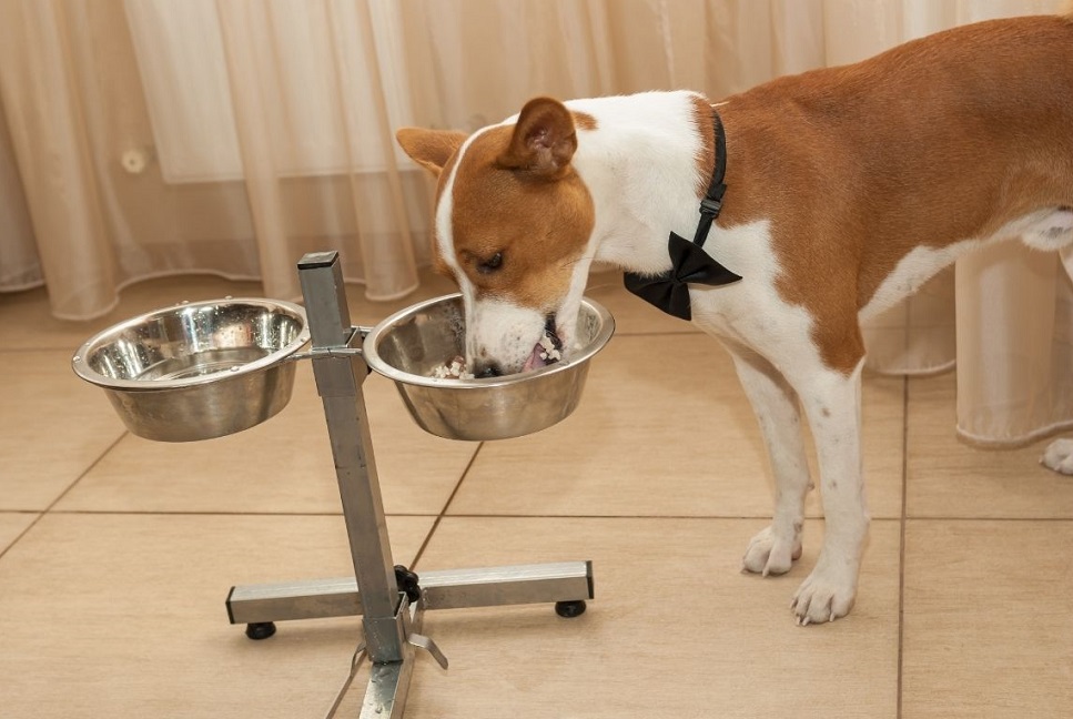 Czym karmić psa? Co może znaleźć się w jego diecie?