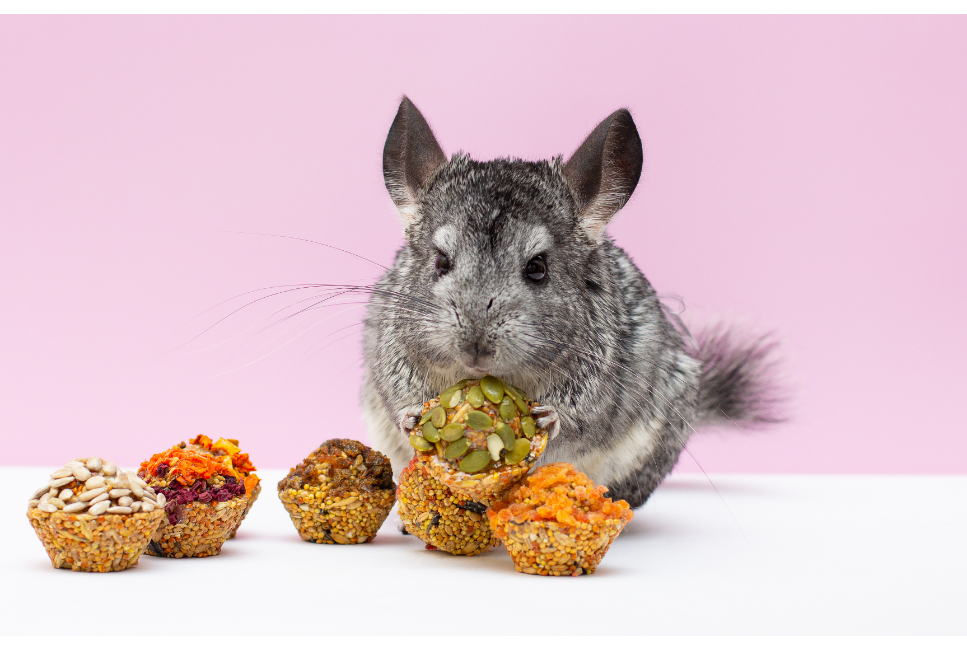 Co jedzą szynszyle?