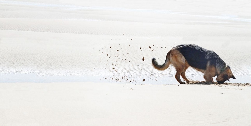 Jak oduczyć psa kopania w ogrodzie?