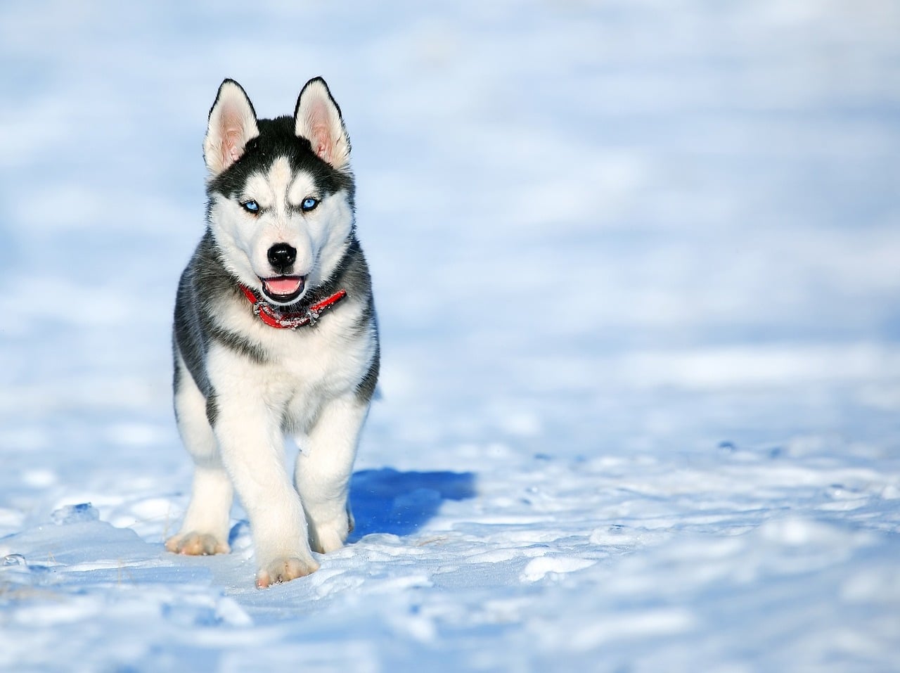 Husky (Siberian Husky) - charakterystyka, pielęgnacja, zdrowie (Encyklopedia psów)