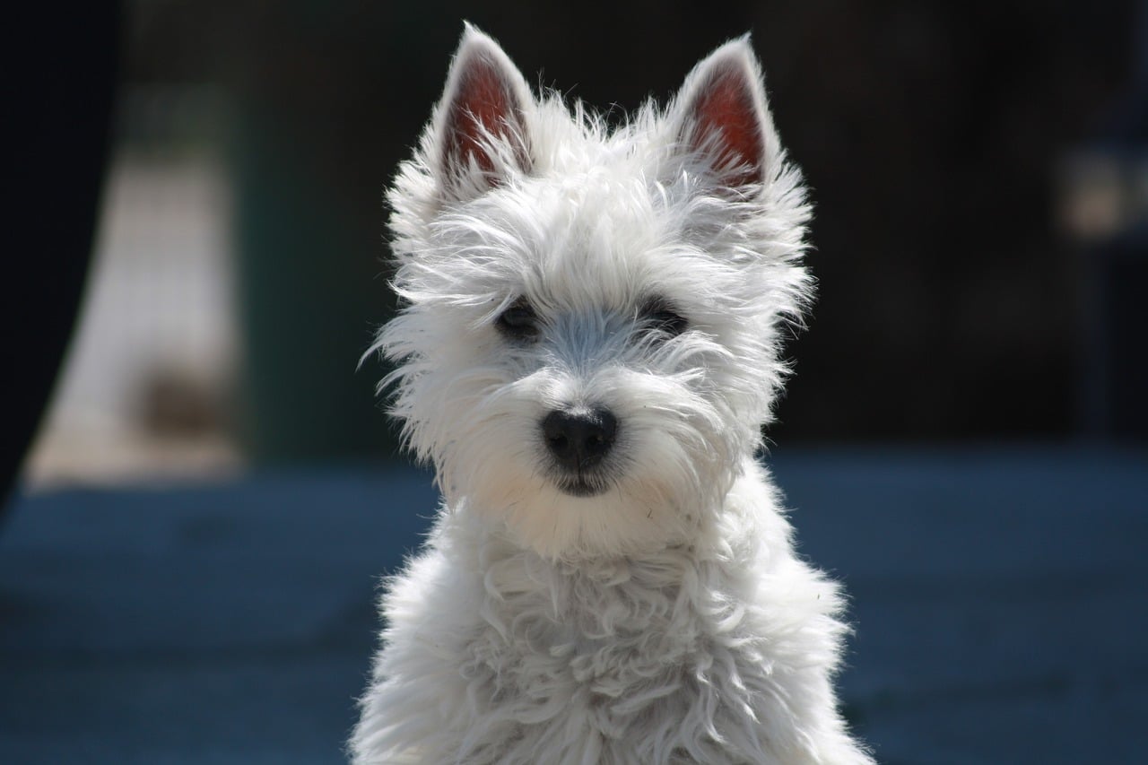 West highland white terrier - charakterystyka, pielęgnacja, zdrowie ( Encyklopedia psów )