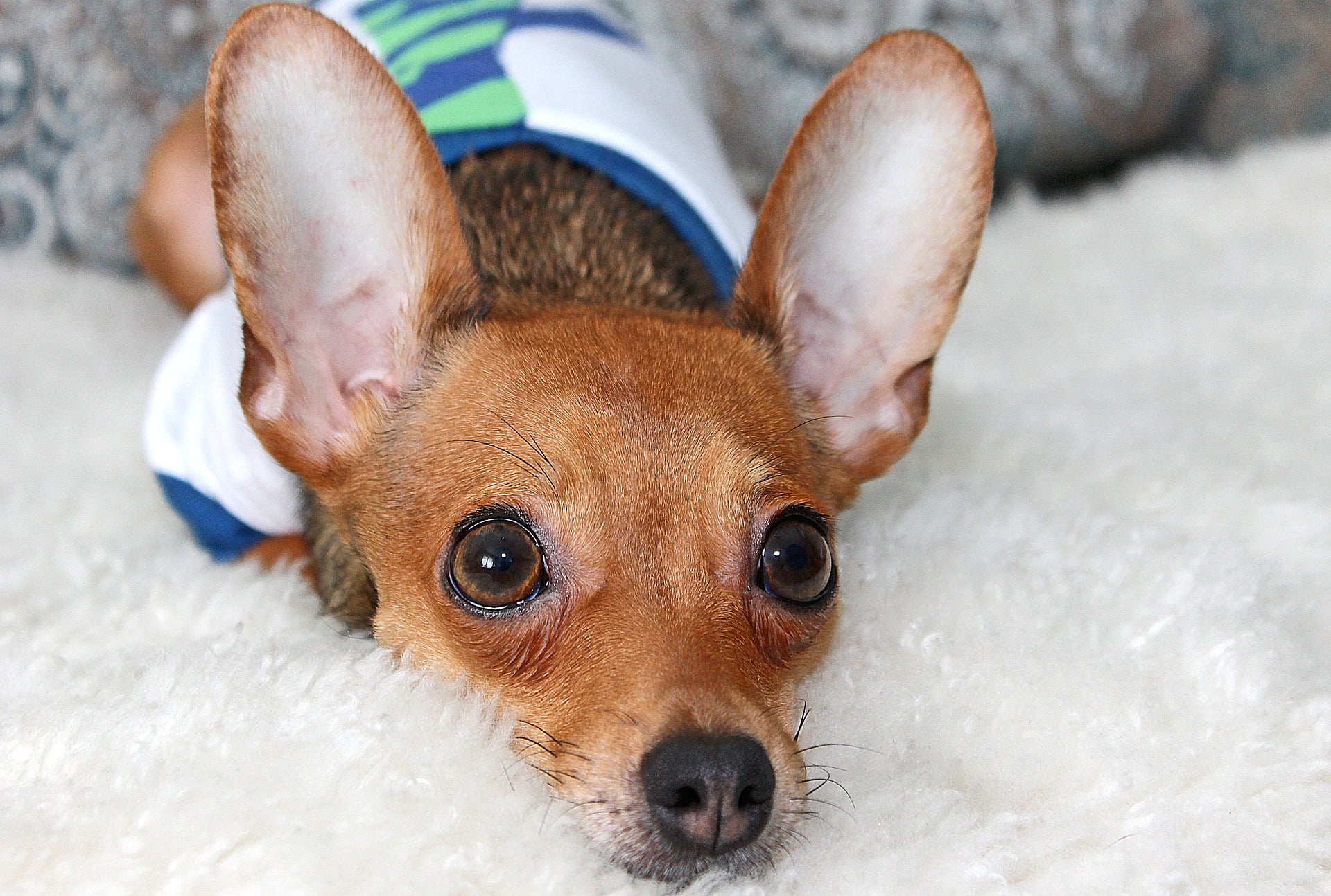 O czym świadczy błagalne spojrzenie psa?