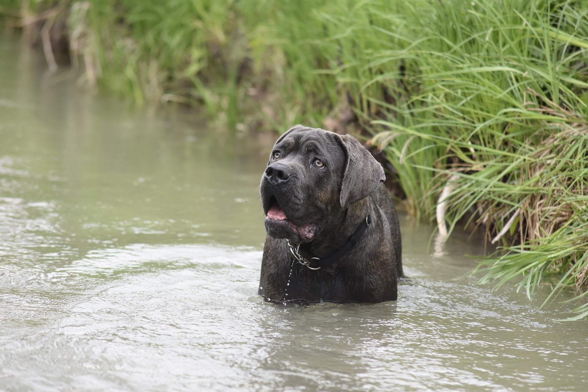 Cane corso (italiano) - najważniejsze informacje o rasie