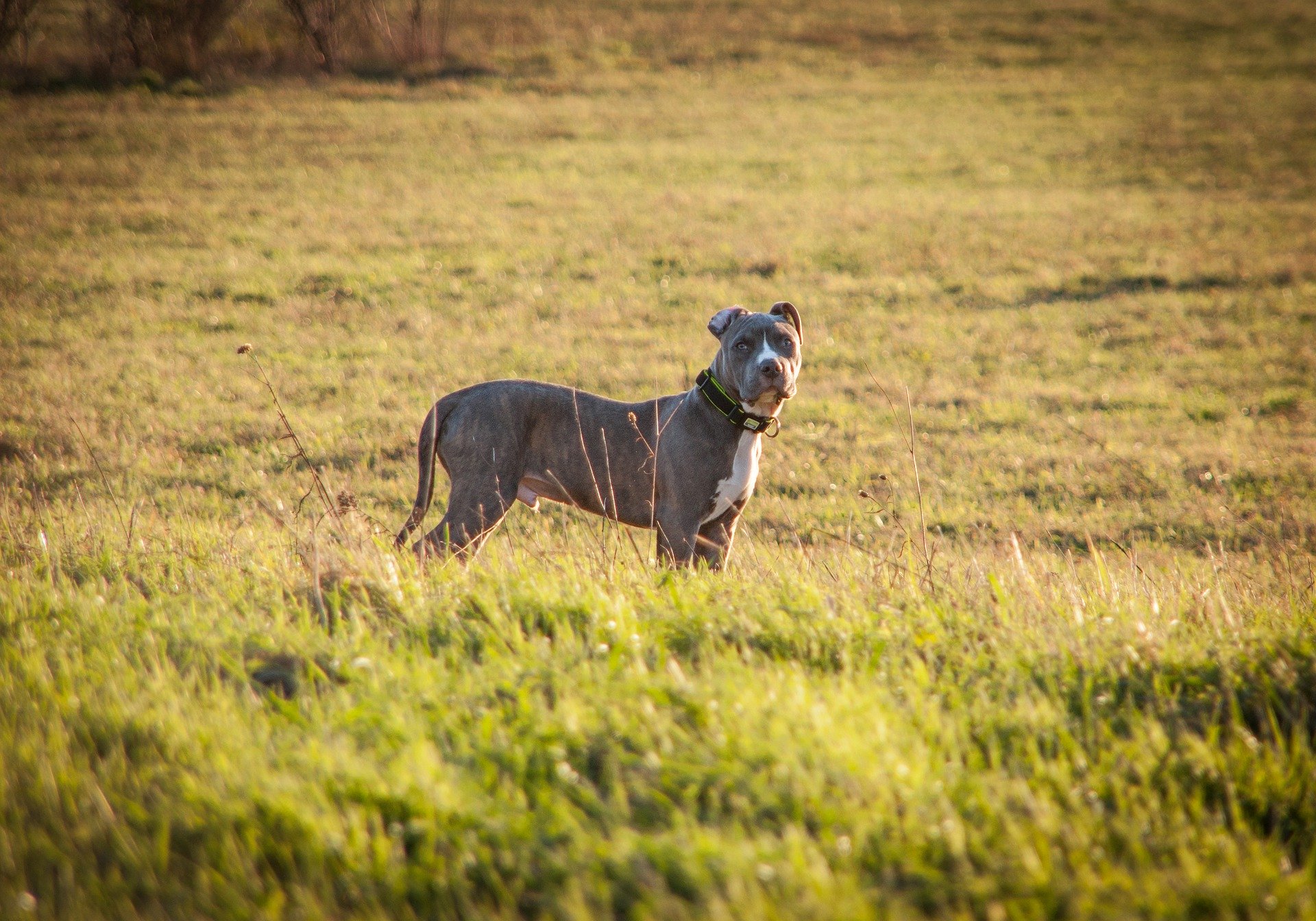 Amstaff (American staffordshire terrier) - charakter, zdrowie, akcesoria (Encyklopedia ras)