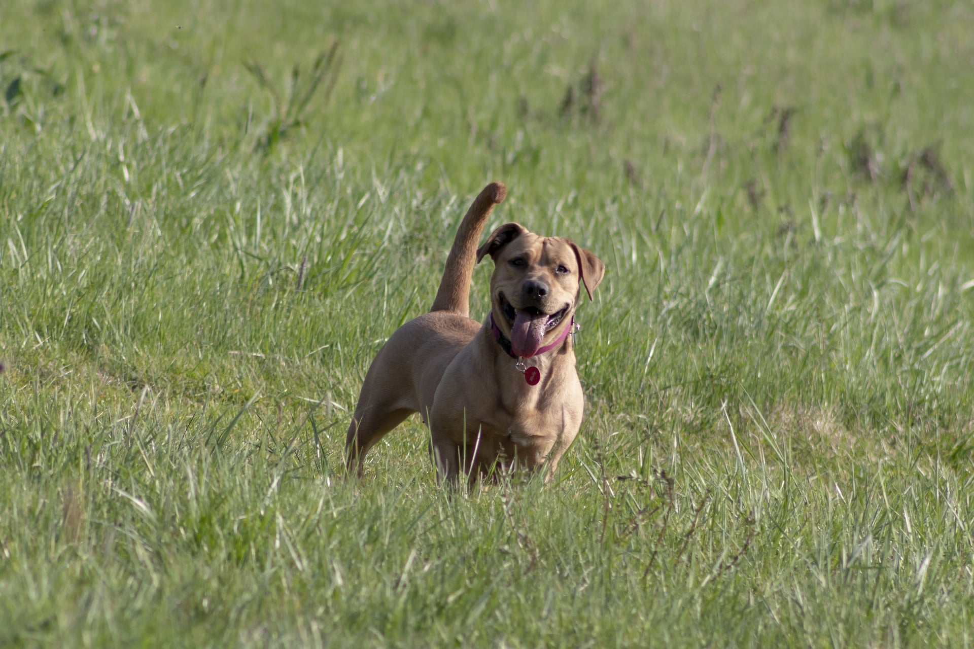 Najczęstsze choroby skóry u psów i ich rozpoznawanie