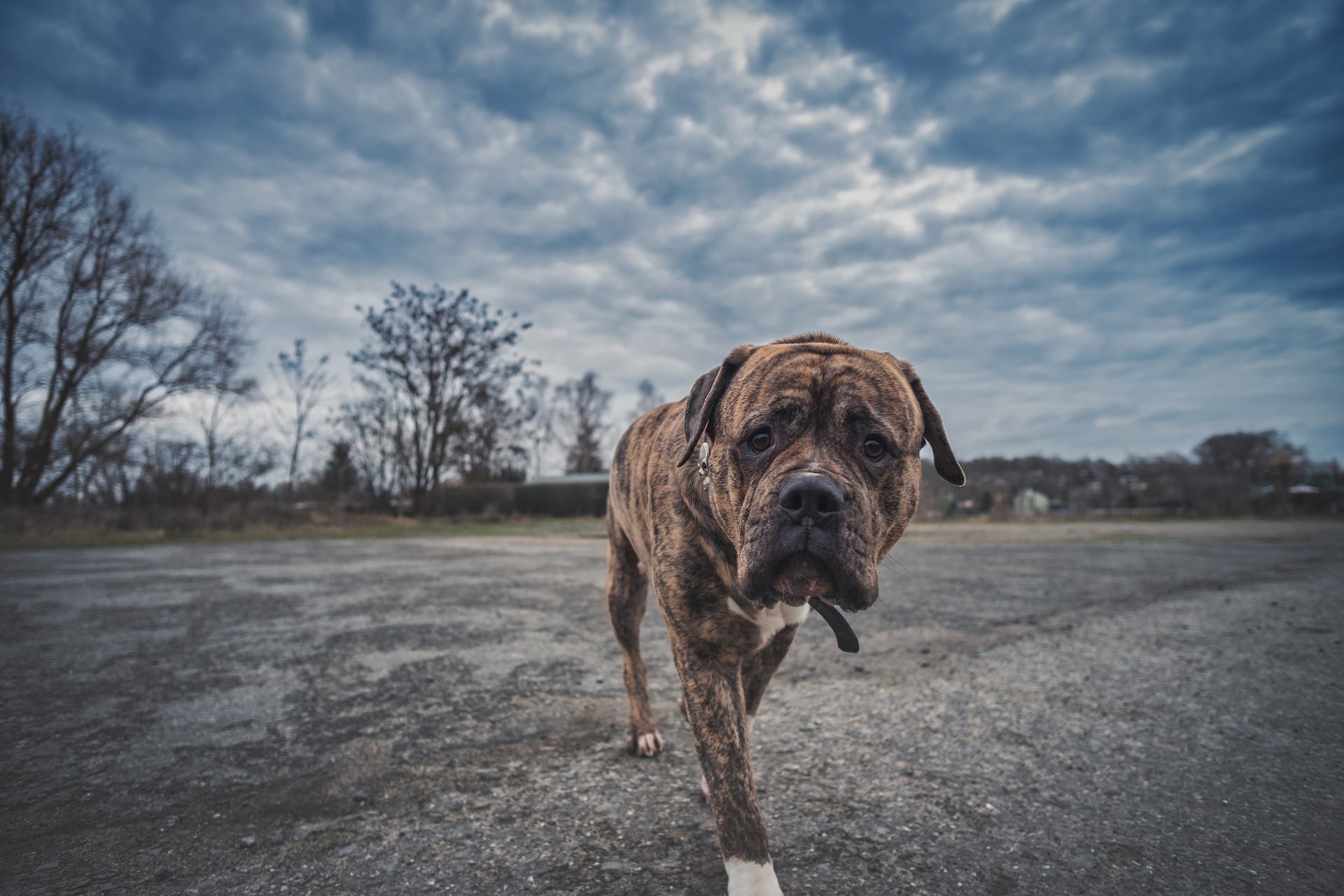 Hotel dla psów – jak wygląda? Jakie oferuje usługi?